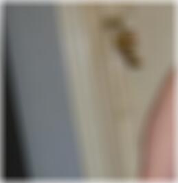 Hof Sexkontakte Beatrice7520